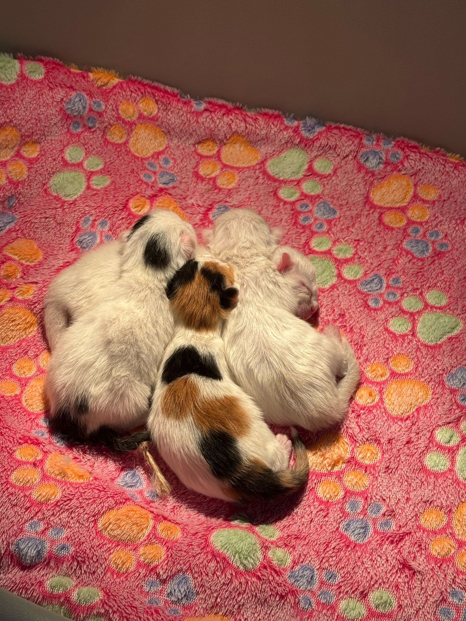 2025 04 20 Kitten 2025 04 20 Kitten